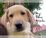 Small Photo #1 Labrador Retriever Puppy For Sale in SALYERSVILLE, KY, USA