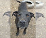 Small Labrador Retriever
