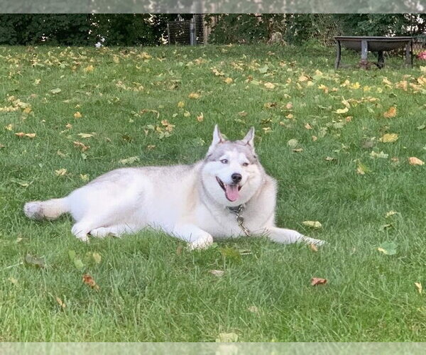 Medium Photo #5 Siberian Husky-Unknown Mix Puppy For Sale in Wakefield, RI, USA