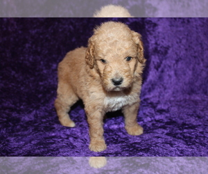 Goldendoodle (Miniature) Puppy for sale in BLMGTN, IN, USA