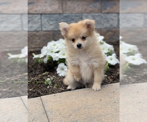 Pomeranian Puppy for sale in CANOGA, NY, USA