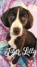 Great Dane Puppy for sale in CHULA VISTA, CA, USA