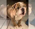 Small Photo #1 English Bulldog Puppy For Sale in IMPERIAL BCH, CA, USA