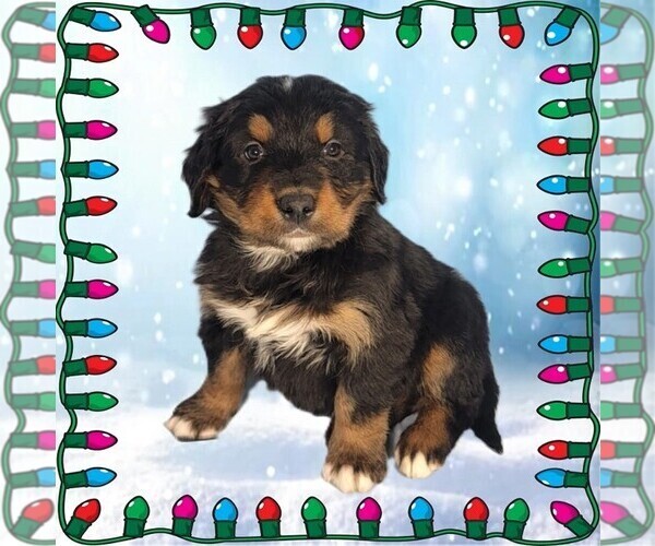 Medium Photo #24 Golden Mountain Dog Puppy For Sale in BLACK FOREST, CO, USA