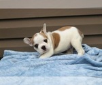 Small #2 French Bulldog
