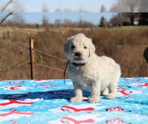 Goldendoodle Puppy for sale in UNION CITY, TN, USA