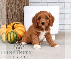 Cavapoo (Miniature) Puppy for sale in PARADISE, PA, USA