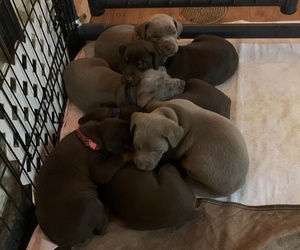 Doberman Pinscher Puppy for sale in BRISTOL, CT, USA