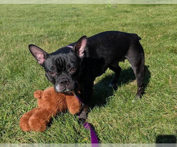 Medium Photo #2 French Bulldog Puppy For Sale in Gloversville, NY, USA