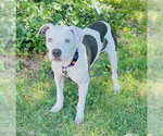 Small #34 American Pit Bull Terrier Mix