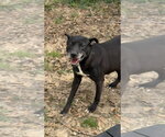 Small #1 Labrador Retriever Mix