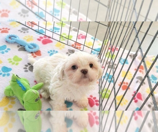 Medium Photo #11 Shih Tzu Puppy For Sale in ORO VALLEY, AZ, USA