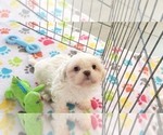 Small #10 Shih Tzu
