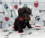 Small Photo #7 ShihPoo Puppy For Sale in LAKELAND, FL, USA