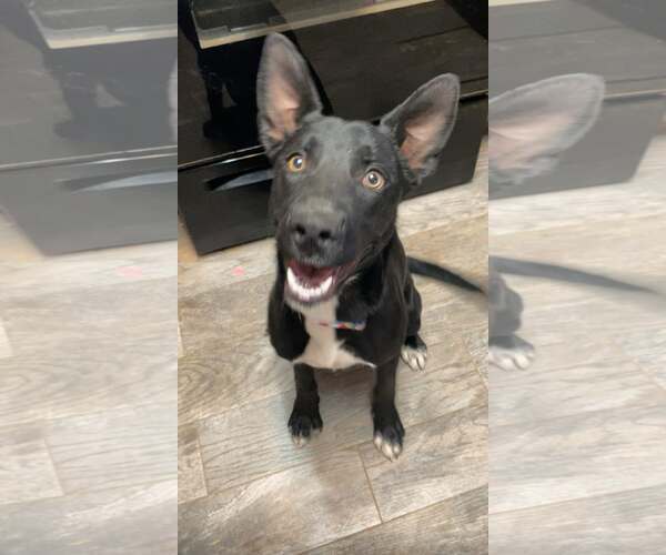 Medium Photo #4 Australian Kelpie-German Shepherd Dog Mix Puppy For Sale in Peralta, NM, USA