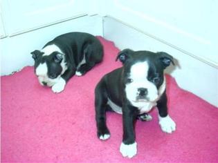 Boston Terrier Puppy for sale in SUFFERN, NY, USA