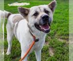 Small Akita