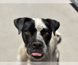 Mutt Dogs for adoption in Tulsa, OK, USA