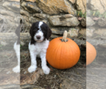 Small Photo #1 Poodle (Standard) Puppy For Sale in CANTON, NC, USA