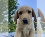 Puppy Bob Labrador Retriever