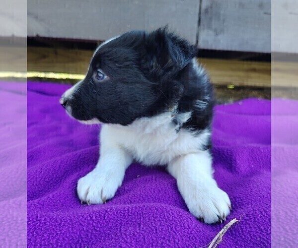 Medium Photo #10 Border Collie Puppy For Sale in NORBORNE, MO, USA