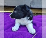 Small #9 Border Collie