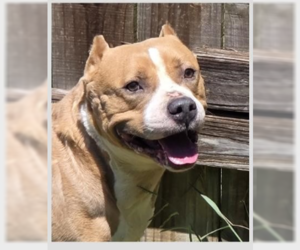 Grateful - Female American Pit Bull Terrier-Unknown Mix Dog for Adoption - Photo #2