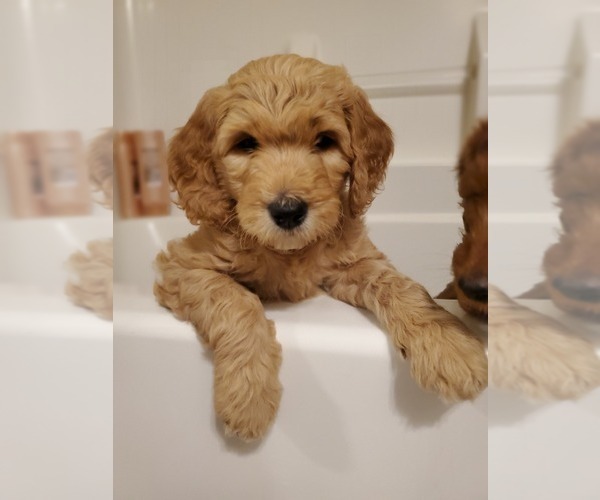 Medium Photo #2 Goldendoodle Puppy For Sale in COKATO, MN, USA