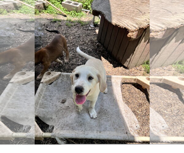 Medium Photo #3 Great Pyrenees-Unknown Mix Puppy For Sale in Tracy City, TN, USA