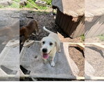 Small #2 Great Pyrenees Mix