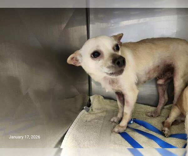 Medium Photo #1 Chihuahua Puppy For Sale in Santa Cruz, CA, USA