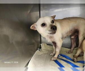 Chihuahua Dogs for adoption in Santa Cruz, CA, USA