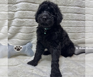 Goldendoodle Puppy for sale in AUBURN, IN, USA