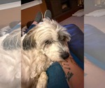 Small #1 Shih Tzu Mix