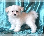 Small #1 Maltese