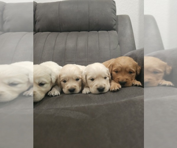 Medium Photo #7 Golden Retriever Puppy For Sale in ELVERTA, CA, USA