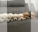 Small #6 Golden Retriever