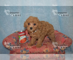 Poodle (Toy) Puppy for sale in SANGER, TX, USA