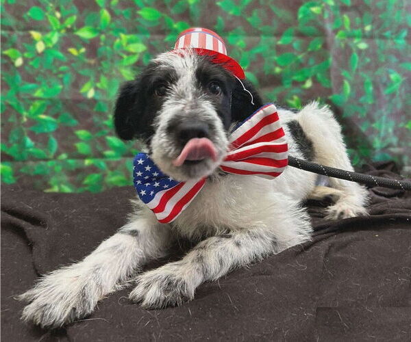 Medium Photo #8 Mutt Puppy For Sale in New York, NY, USA