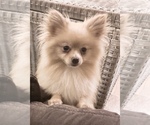 Small Photo #5 Pomeranian Puppy For Sale in WILMINGTON, NC, USA