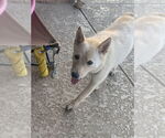 Small #3 Mutt