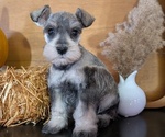 Small #8 Schnauzer (Miniature)