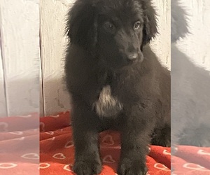 Newfoundland Litter for sale in AURORA, IN, USA