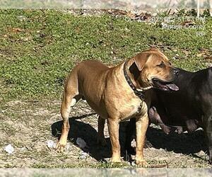 American Pit Bull Terrier-Unknown Mix Dogs for adoption in Ocala, FL, USA
