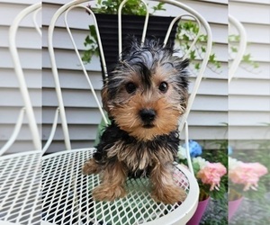 Yorkshire Terrier Puppy for sale in INDIANAPOLIS, IN, USA