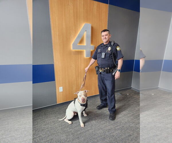 Medium Photo #4 Mutt Puppy For Sale in Virginia Beach, VA, USA