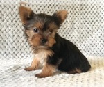 Small Photo #4 Australian Yorkshire Terrier Puppy For Sale in CLAY, PA, USA