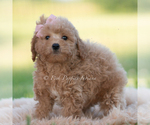 Small #1 Goldendoodle (Miniature)