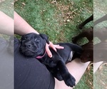 Small Photo #1 Labrador Retriever Puppy For Sale in SHREWSBURY, MA, USA
