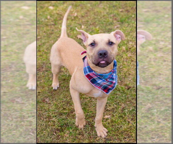 Medium Photo #4 American Staffordshire Terrier-Labrador Retriever Mix Puppy For Sale in Strongsville, OH, USA